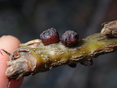 Disholcaspis mellifica