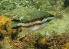 Canthigaster callisterna