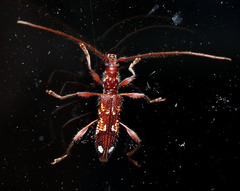 Coptocercus biguttatus