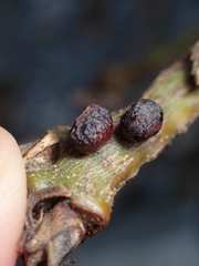 Disholcaspis mellifica