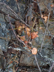 Disholcaspis mellifica