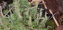Cladonia coniocraea
