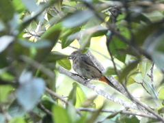 Melopyrrha violacea