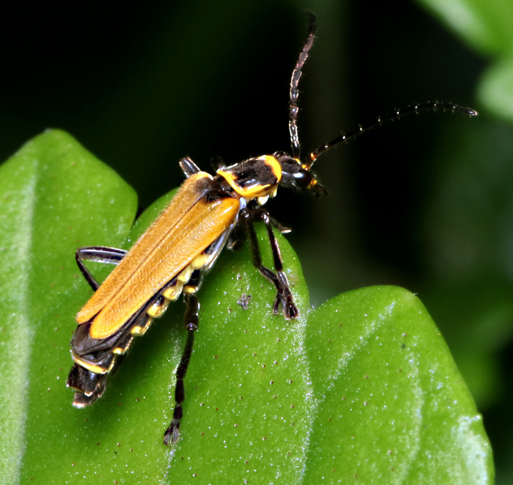 Chauliognathus flavipennis in December 2022 by juliegraham173 · iNaturalist