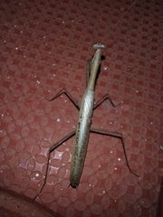 Statilia maculata