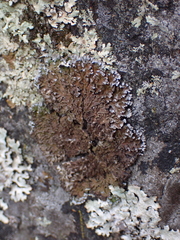 Physconia perisidiosa