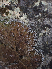 Physconia perisidiosa