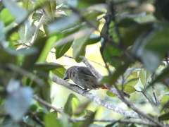 Melopyrrha violacea