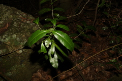 Baloghia inophylla