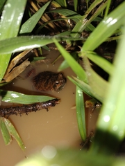 Physalaemus nattereri