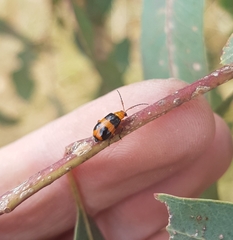 Aulacophora hilaris