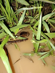 Physalaemus nattereri