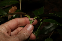 Baloghia inophylla