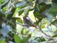 Melopyrrha violacea