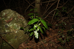 Baloghia inophylla