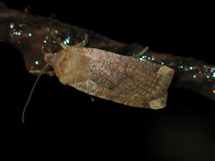 Conistra veronicae