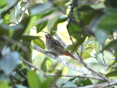 Melopyrrha violacea