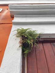 Pityrogramma chrysophylla gabrielae