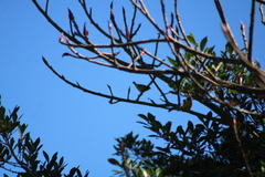 Euphonia hirundinacea