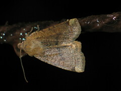 Conistra veronicae