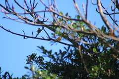 Euphonia hirundinacea