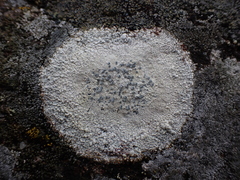 Lecanora rupicola
