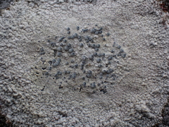 Lecanora rupicola