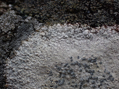 Lecanora rupicola