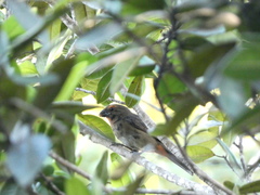 Melopyrrha violacea