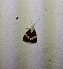 Nyctemera lacticinia