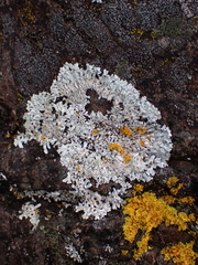 Physcia caesia