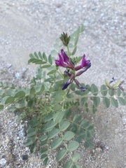 Astragalus crotalariae