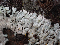 Physcia caesia