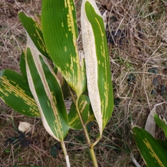 Indocalamus latifolius