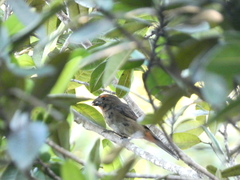 Melopyrrha violacea