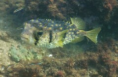 Dicotylichthys punctulatus