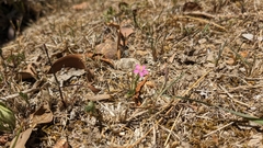 Centaurium tenuiflorum