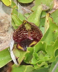 Satyrium pumilum