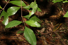 Phaleria chermsideana