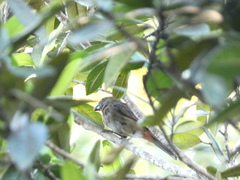 Melopyrrha violacea