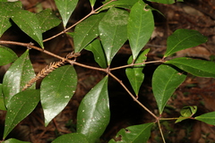 Phaleria chermsideana
