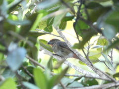 Melopyrrha violacea