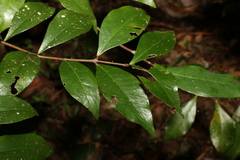 Phaleria chermsideana