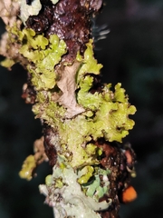 Tuckermanopsis orbata