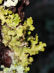 Tuckermanopsis orbata