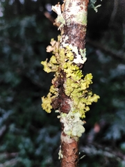 Tuckermanopsis orbata