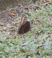 Morpho helenor
