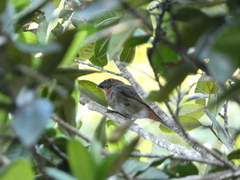 Melopyrrha violacea