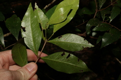 Phaleria chermsideana