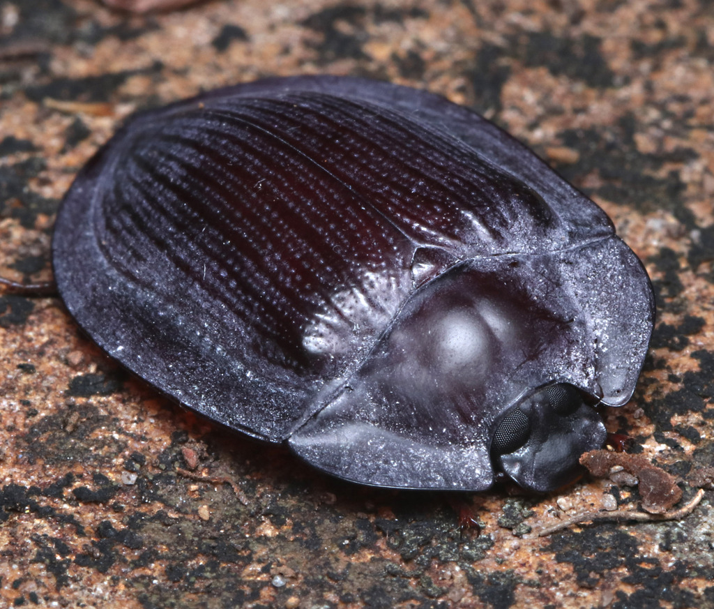 blue piedish beetles in December 2022 by juliegraham173 · iNaturalist